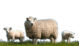 sheeps